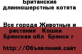 Британские длинношерстные котята - Все города Животные и растения » Кошки   . Брянская обл.,Брянск г.